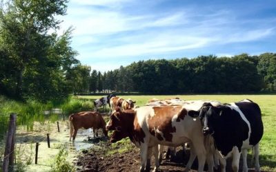 Hoe een camping aan zijn ‘geheime’ einde kwam