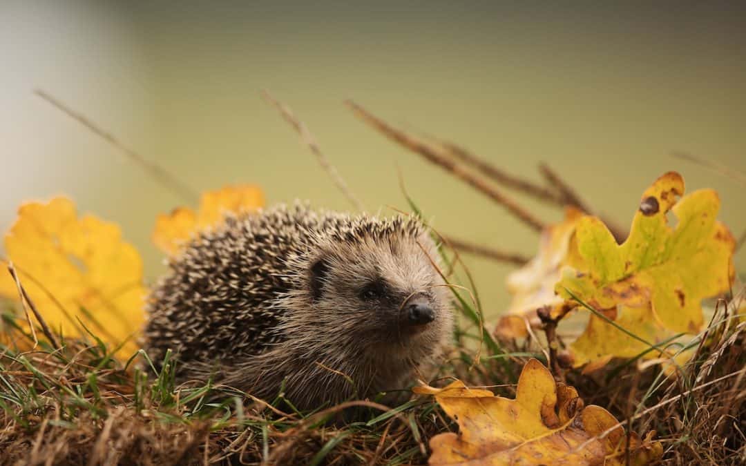 dierenwelzijn-Hart-voor-Bloemendaal