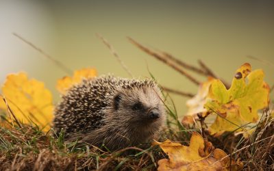 Bezuinigen op dierenwelzijn? Dat nooit!