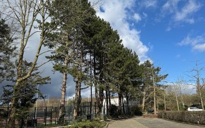 Goed nieuws! De bomen bij de tennisvereniging blijven staan